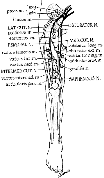 femoral nerve